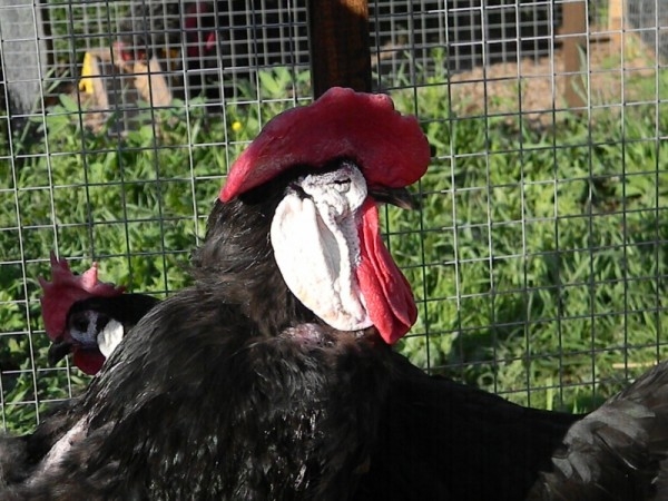 Всё самое интересное о курах Испанка Всё самое интересное о курах Испанка