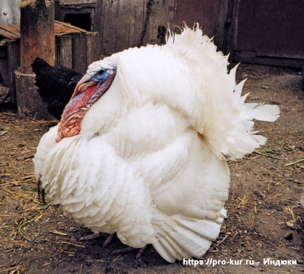 Индюки в домашних условиях