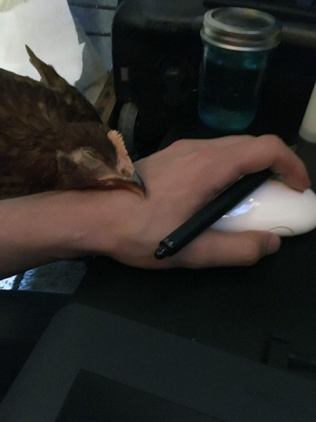 Курица живет в квартире — фото и карьера несушки фотомодели