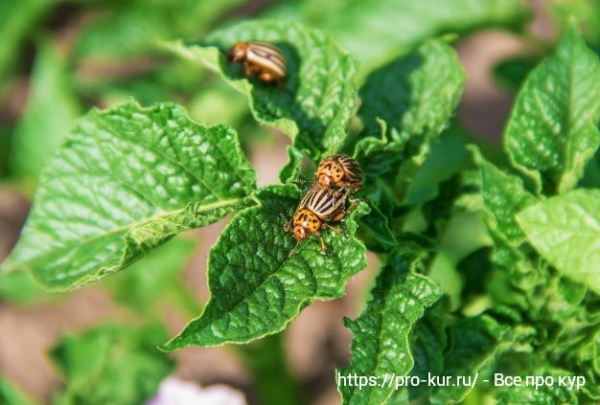 Способы борьбы с колорадским жуком