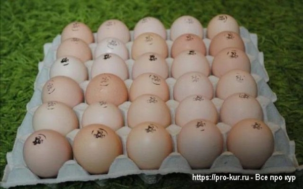Где купить и как правильно выбирать инкубационное яйцо и птицу