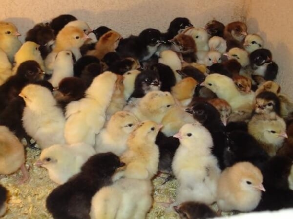 Интересное про кур и петухов, факты и мифы