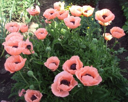 Мак восточный