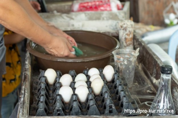 Как и сколько яиц можно подложить под индоутку