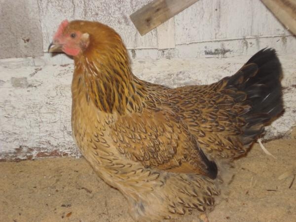 Рейтинг лучших мясо-яичных пород кур Рейтинг лучших мясо-яичных пород кур