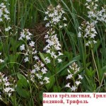 Как сделать пруд на даче, в саду, возле дома Как сделать пруд на даче, в саду, возле дома