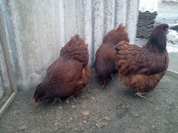 Орпингтон — любимая порода кур английских аристократов