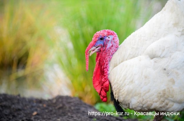 Домашняя индейка и ее биологические особенности Домашняя индейка и ее биологические особенности