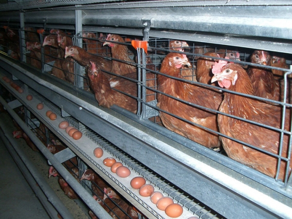 Характеристика Кубанских несушек Характеристика Кубанских несушек