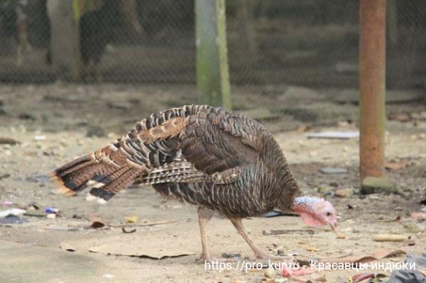 Домашняя индейка и ее биологические особенности Домашняя индейка и ее биологические особенности