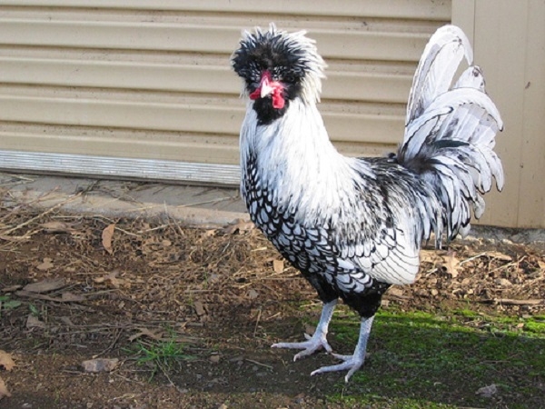 Кто такие куры породы Бентамка? Кто такие куры породы Бентамка?