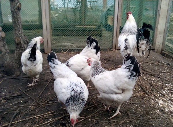 Первомайские курочки — родом из СССР
