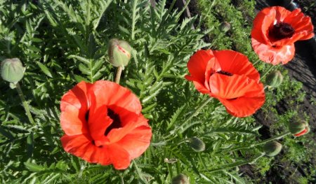 Мак восточный