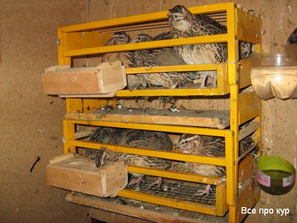 Разведение перепелок на дачном участке Разведение перепелок на дачном участке