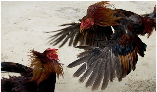 Петушиные бои или Все о бойцовских породах кур Петушиные бои или Все о бойцовских породах кур