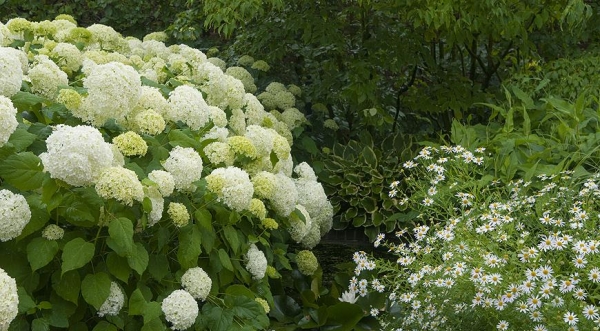 Популярные сорта древовидной гортензии Популярные сорта древовидной гортензии