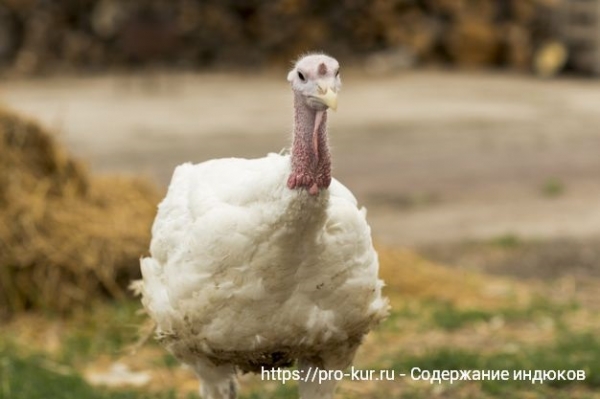 Правильное содержание индюков ТОП-8 советов Правильное содержание индюков ТОП-8 советов