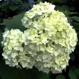 Гортензия Гортензия