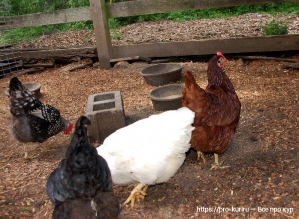 Сколько корма нужно курам в день, месяц и год?