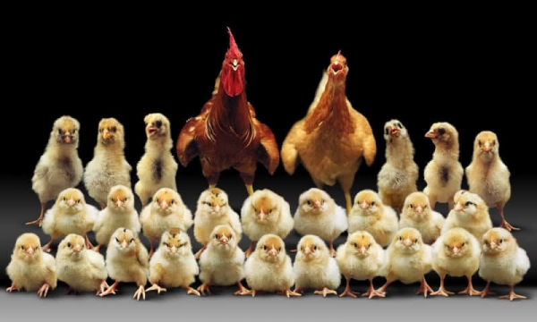 Вопросы и ответы про кур и петухов