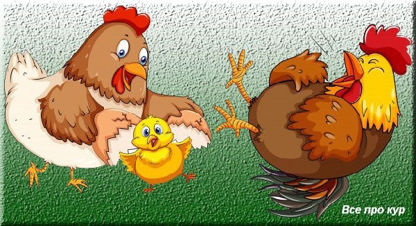 Про яйца и несушек — 65 фактов и один вопрос к вам!