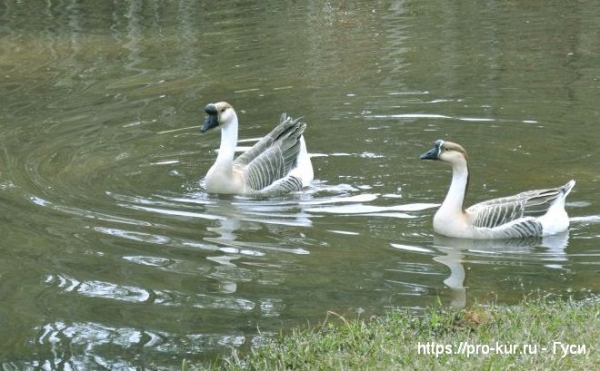 Сальмонеллез у гусей симптомы и лечение