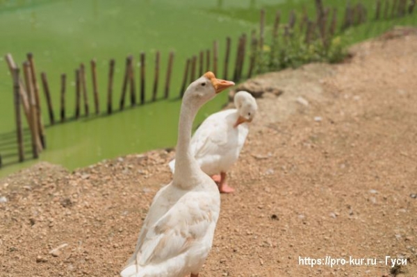 Вирусный энтерит у гусей