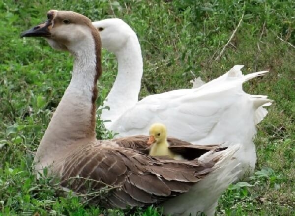 Разведение птицы в домашних условиях на даче или в саду