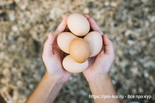 Какие яйца можно считать органическими?