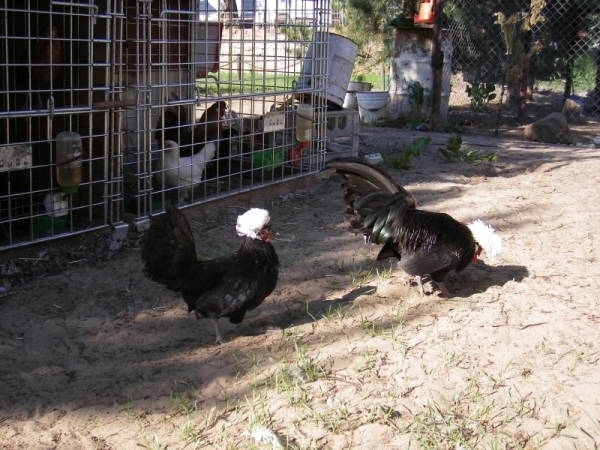 Давайте познакомимся с курами Голландская белохохлая Давайте познакомимся с курами Голландская белохохлая