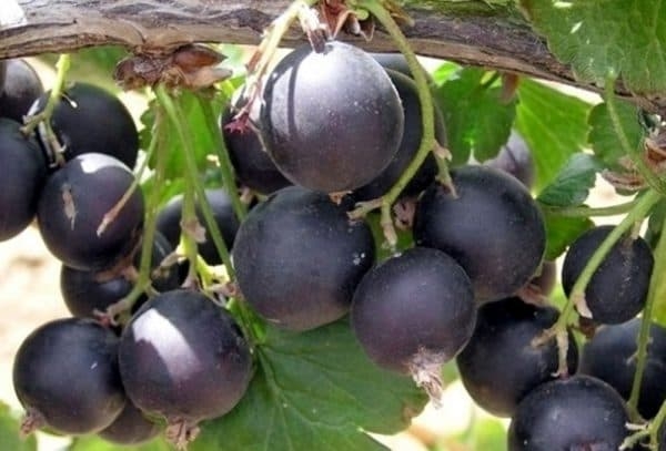 Хорошее и плохое соседство для смородины: что посадить рядом