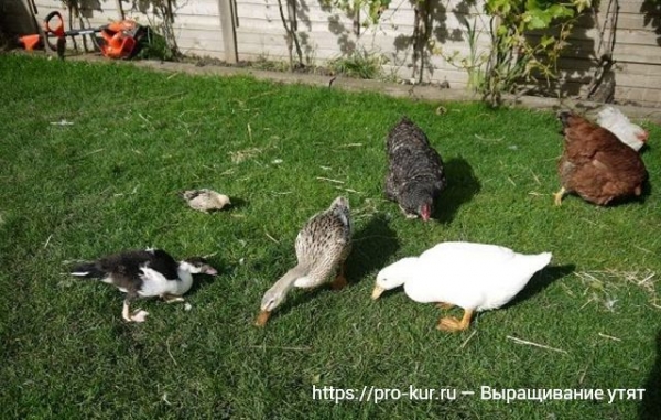 Выращивание утят в домашних условиях для начинающих Выращивание утят в домашних условиях для начинающих