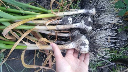 Когда убирать чеснок с грядки?