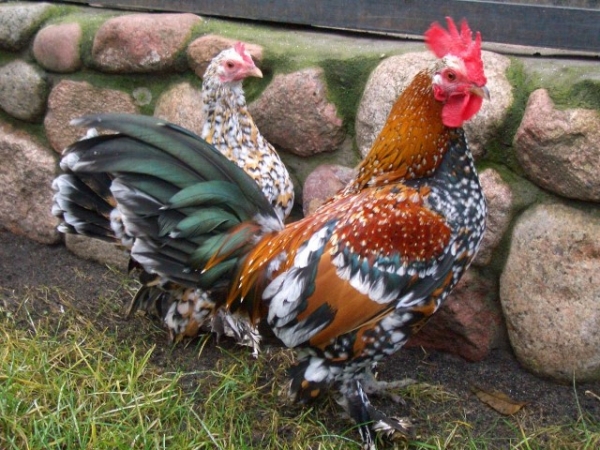 Все, что вы хотели знать о декоративных курах Все, что вы хотели знать о декоративных курах