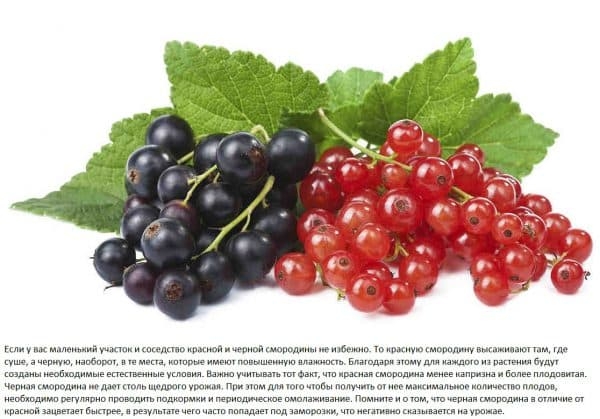 Хорошее и плохое соседство для смородины: что посадить рядом