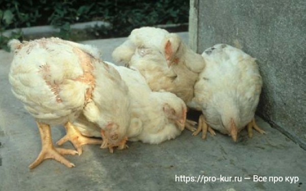 Болезни бройлеров — симптомы и лечение Болезни бройлеров — симптомы и лечение