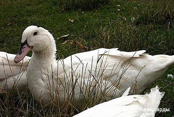 Муларды — выращивание в домашних условиях, кормление