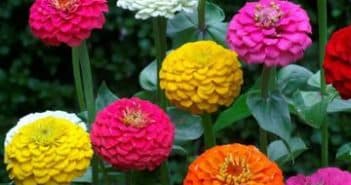 Выращивание цветов вида Нимезия из семян: от посадки до ухода Выращивание цветов вида Нимезия из семян: от посадки до ухода