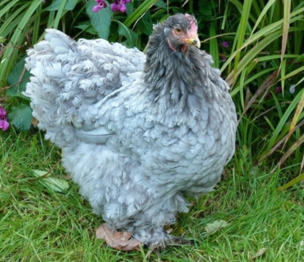 Кохинхин — придворная курочка императора Китая Кохинхин — придворная курочка императора Китая