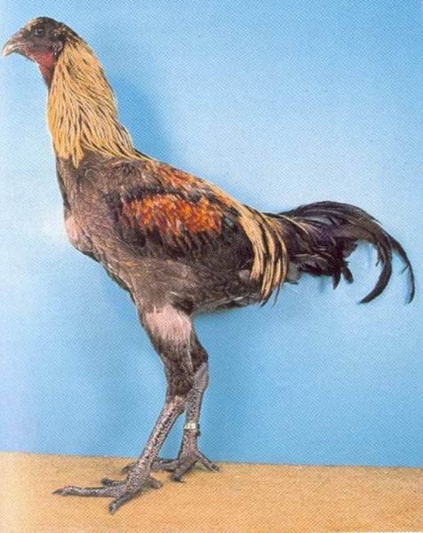 Петушиные бои или Все о бойцовских породах кур Петушиные бои или Все о бойцовских породах кур