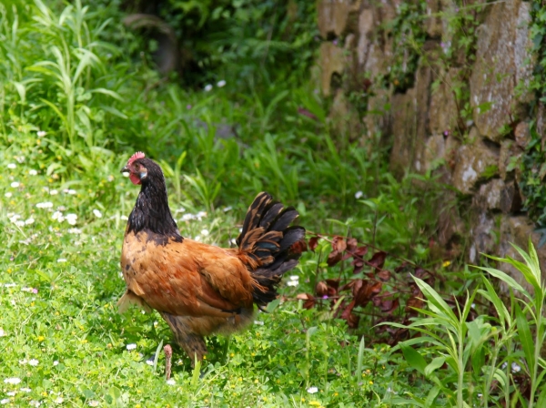 Куры Форверк — элитные и породистые
