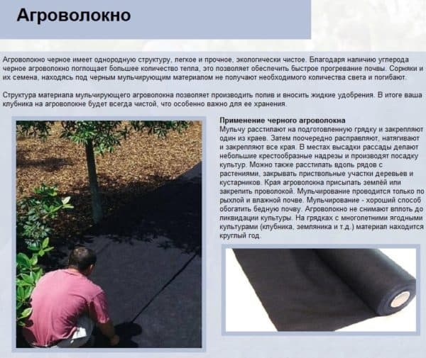 Нужно ли использовать укрывной материал для клубники?