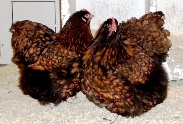 Орпингтон — любимая порода кур английских аристократов