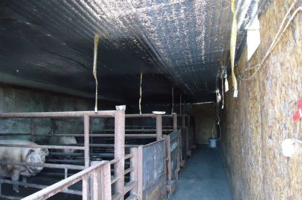 Как построить свинарник самостоятельно Как построить свинарник самостоятельно