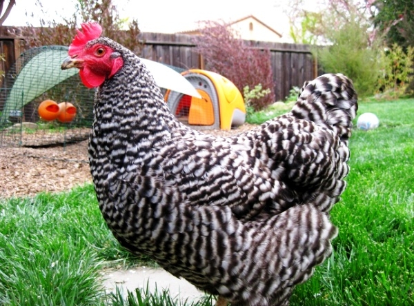 Характеристика кур породы Плимутрок