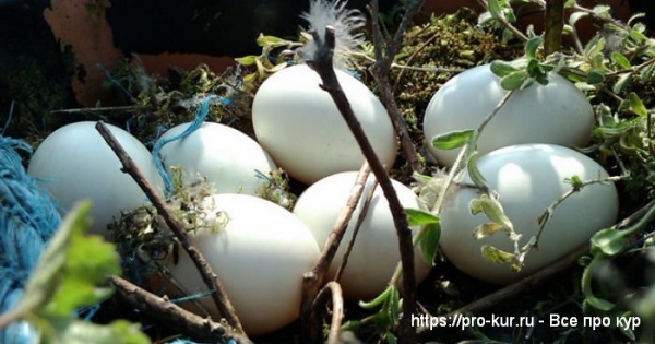 Как посадить гусыню на яйца если она не хочет