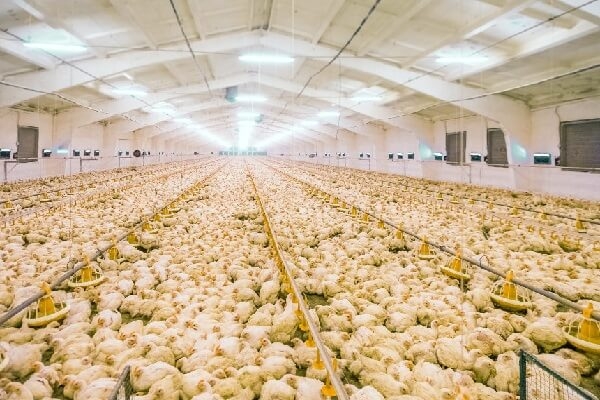 Интересное про кур и петухов, факты и мифы