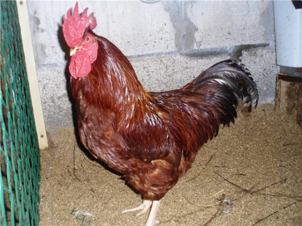 Все о курах породы Род-Айленд Все о курах породы Род-Айленд