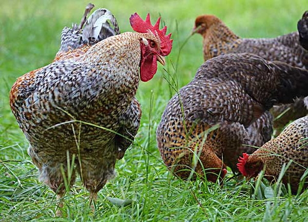 О совместном содержании кур и петухов разных пород