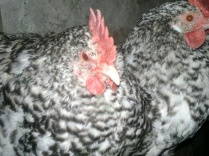 Деревенские курочки Пушкинской породы